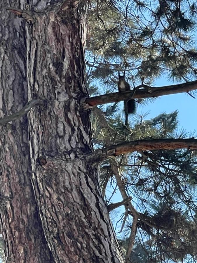 Nikol Deluxe Leilighet Velingrad Eksteriør bilde
